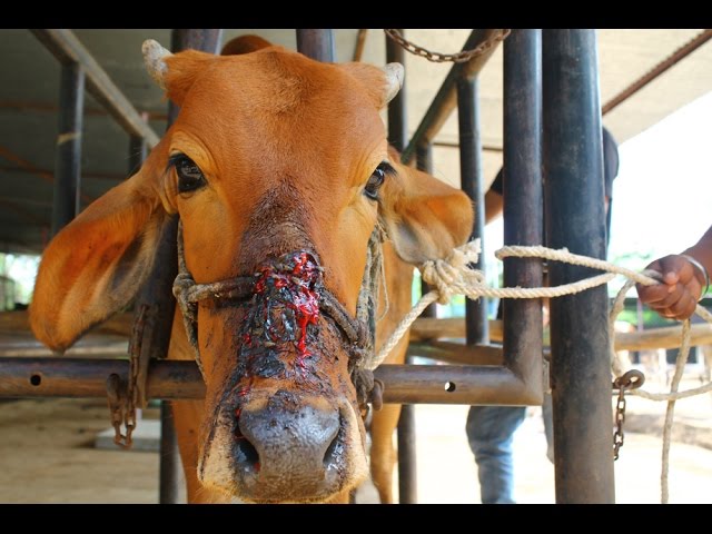 सड़क पर घायल मिली गाय को नया जीवन मिला — आपकी करुणा के कारण।